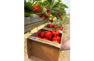 Scan the code and find out where the fruit grew! While shopping, we came across a great idea that shortens the distance from the field to the table.