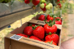 Scan the code and find out where the fruit grew! While shopping, we came across a great idea that shortens the distance from the field to the table.