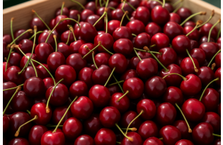 Cherry wholesale prices in Italy and Ukraine fall as supply increases across Europe