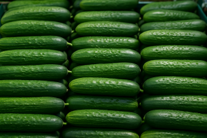 Dutch snack cucumber sales up 25%; European field cucumber shortages drive prices to €2.3–2.5/kg