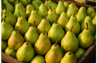 High temperatures and drought reduce pear harvests in Western Europe