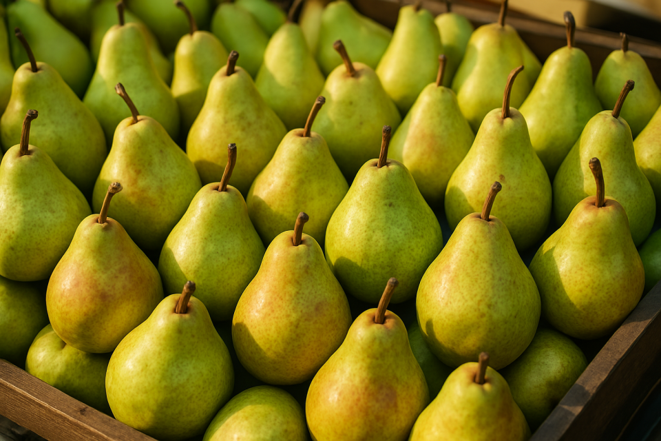 High temperatures and drought reduce pear harvests in Western Europe