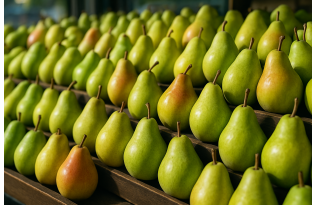 Higher pear supply from Spain and the Netherlands; Ercolini at €2.0–2.3/kg in Spain