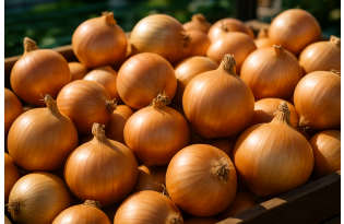 Low Spanish onion prices due to import pressure; Italian Borettana supply limited