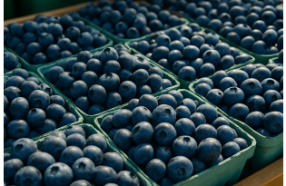 Peru launches large-scale blueberry exports as European suppliers finish season
