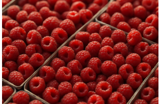 Serbian and Moldovan autumn raspberries to compete for EU buyers; Ukraine remains uncertain