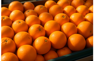 South African orange exports face increased phytosanitary controls in the EU
