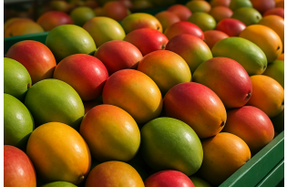 Spanish mangoes: supply up to 20–25% lower, prices may rise