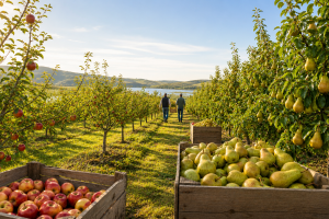 The World Apple and Pear Association (WAPA) unveiled its highly anticipated forecast for the 2026/2027 season