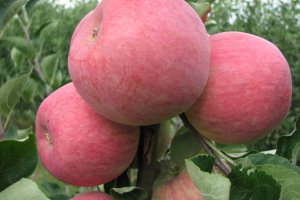 Apple Harvest to Be Smaller, but Prices Are Lower
