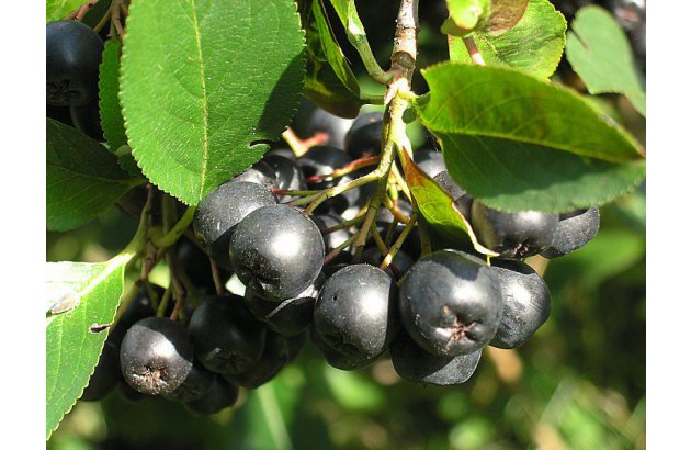 Aronia berries – demand high, prices rising