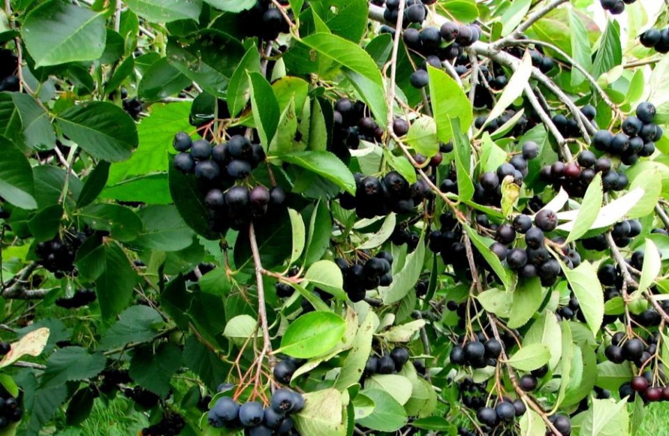 Aronia Purchasing Still in Its Infancy—What About Prices?