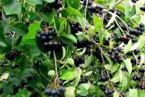 Aronia Purchasing Still in Its Infancy—What About Prices?