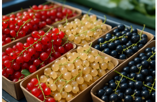 Blackcurrant Prices Surge at Bronisze Amid Post-Harvest Recovery