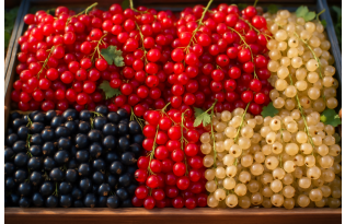 Blackcurrant Prices Surge at Bronisze Amid Tight Supply, July 2026