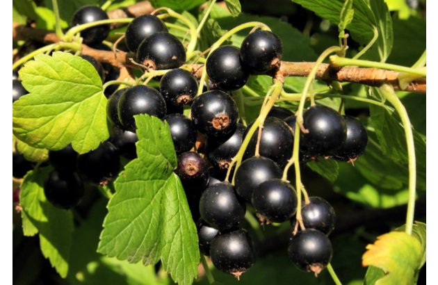 Blackcurrant Prices Up, But…