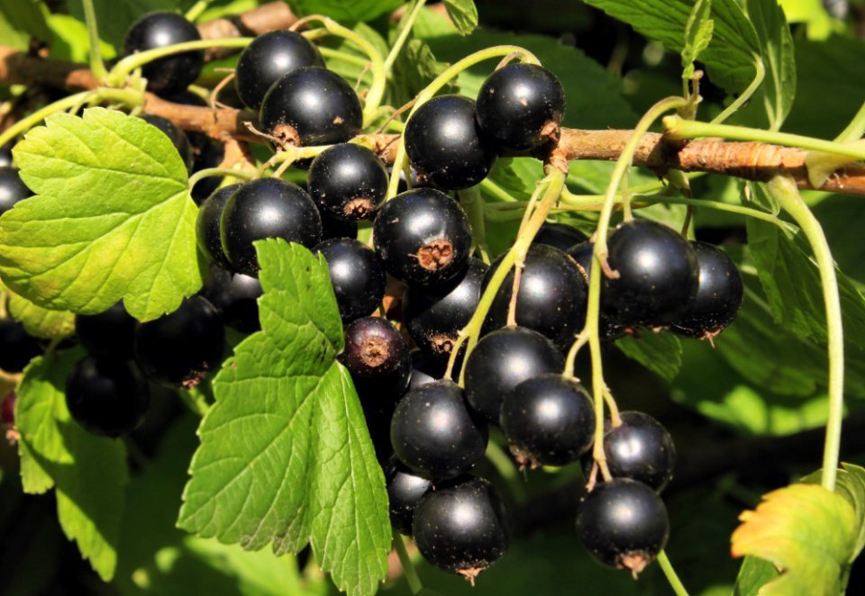 Blackcurrant Purchasing Campaign Begins