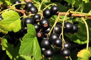 Blackcurrant Purchasing Campaign Begins