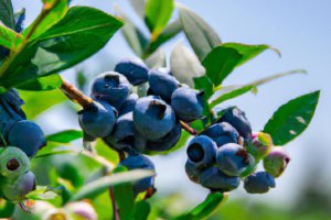 Blueberries End the Week with a Marked Price Drop