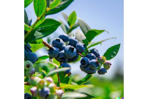 Blueberries – Prices Now Mainly Rising