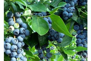 Blueberries – prices under slight pressure, but…