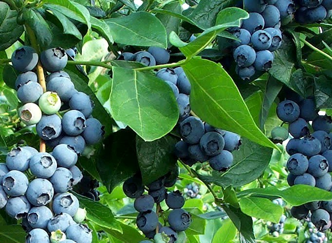 Blueberries – prices under slight pressure, but…