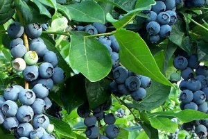 Blueberries – prices under slight pressure, but…