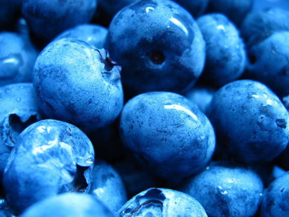Blueberry Freezing Prices Rising – But Not Everywhere