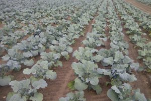 Broccoli Prices Have Stopped Falling
