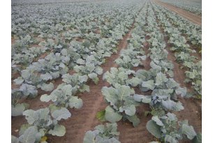 Broccoli Prices Have Stopped Falling