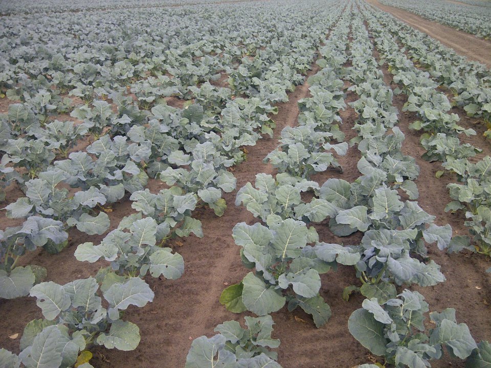Broccoli Prices Have Stopped Falling
