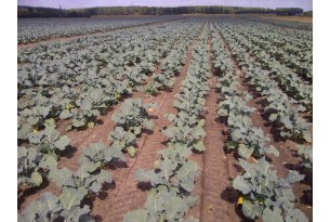 Broccoli Prices Rise Sharply