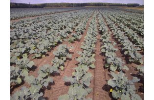 Broccoli Prices Rise Sharply