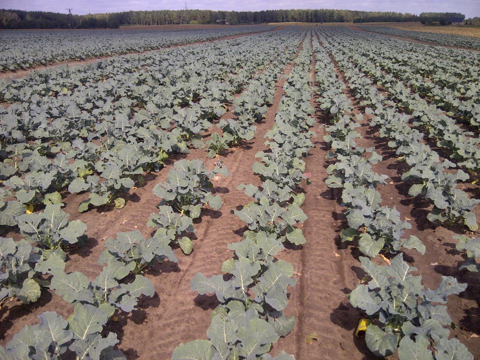 Broccoli Prices Rise Sharply