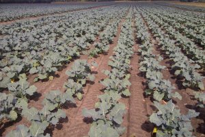 Broccoli Prices Rise Sharply