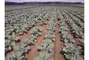 Broccoli Remain Relatively Cheap