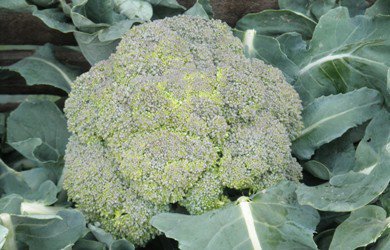 Broccoli Stable, No Improvement