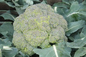 Broccoli Stable, No Improvement