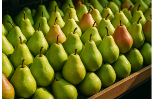 Bronisze: Pear Wholesale Prices Stable Amid Smaller Domestic Fruit Size