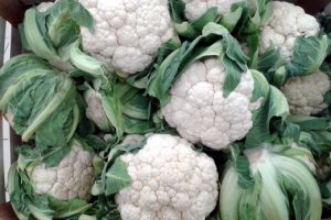 Cauliflower Prices Recover from Their Slump