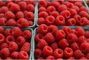 Central Poland: Raspberry Harvest Faces Disease Pressure, Supply Fluctuates