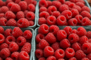 Central Poland: Raspberry Harvest Faces Disease Pressure, Supply Fluctuates