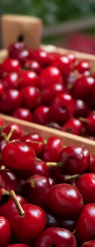 Cherries: The Season Accelerates in Poland, but the Market Remains Under Strong Import Pressure