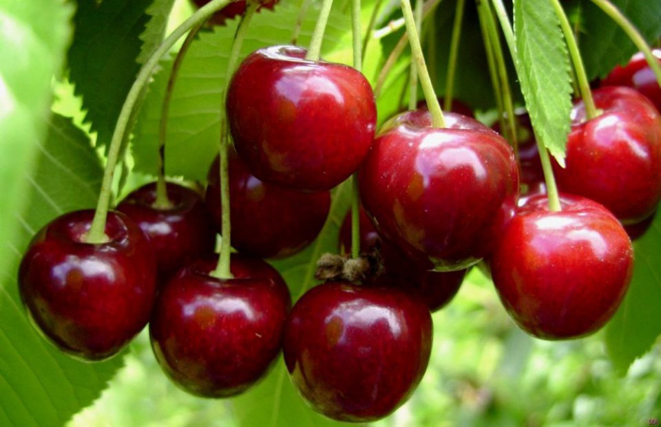 Cherries Trying to Climb Out of the Price Slump