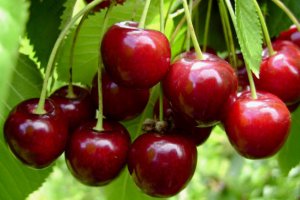 Cherries Trying to Climb Out of the Price Slump
