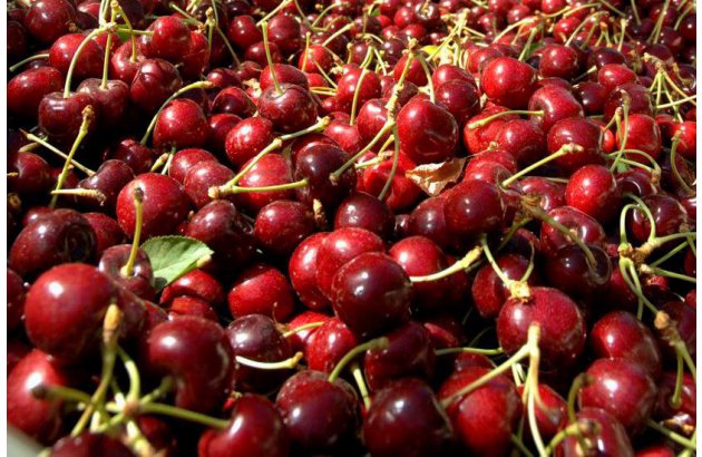 Cherry Prices Plunge