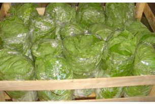 Chinese Cabbage Losing the Price Battle