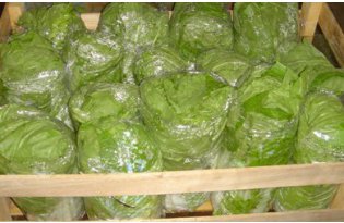 Chinese Cabbage Losing the Price Battle