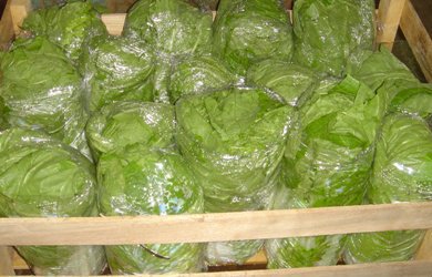 Chinese Cabbage Losing the Price Battle