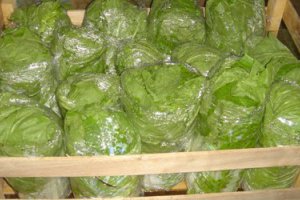 Chinese Cabbage Losing the Price Battle
